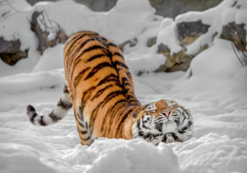 Create meme: Amur tigers, Amur Siberian tiger, tiger in winter