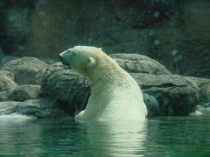 Create meme: national geographic polar bear, polar bear, polar bear in the Moscow zoo