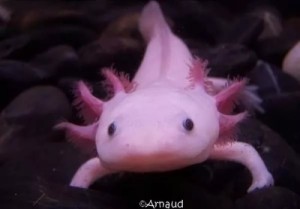 Создать мем: axolotls, водная саламандра, ocean fish