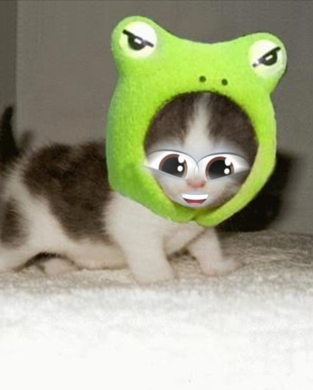 Create meme: a cat in a frog costume, a cat in a frog cap, cute funny kittens