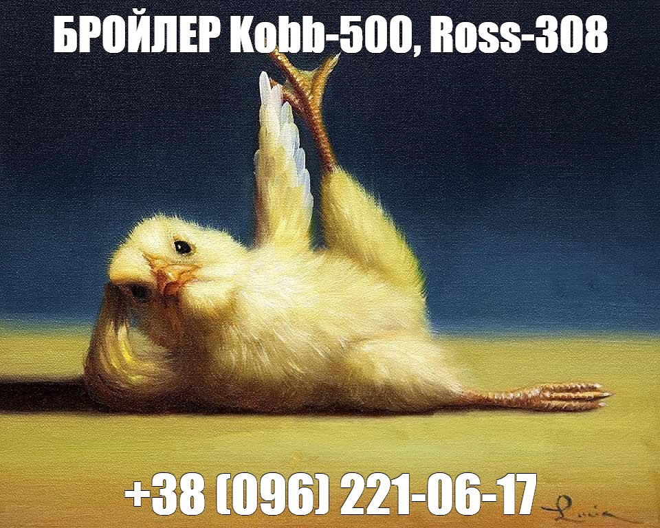 Росс 500