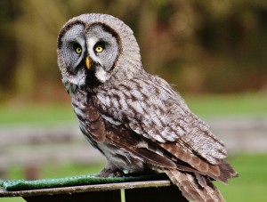 Create meme: grey owl, gray owl