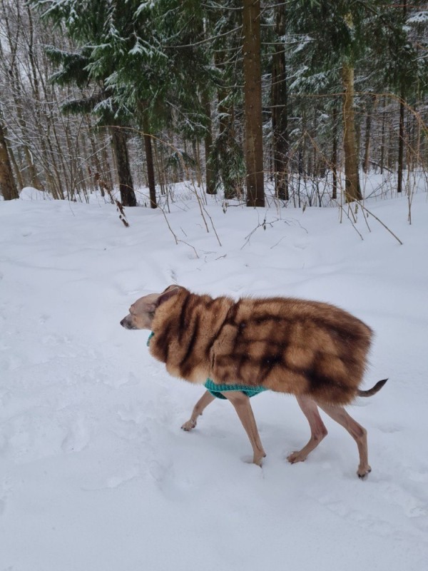 Create meme: Alaskan Malamute dog, dog malamute, riding harness for huskies