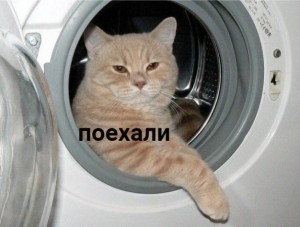 Создать мем: коты, кот, кошка