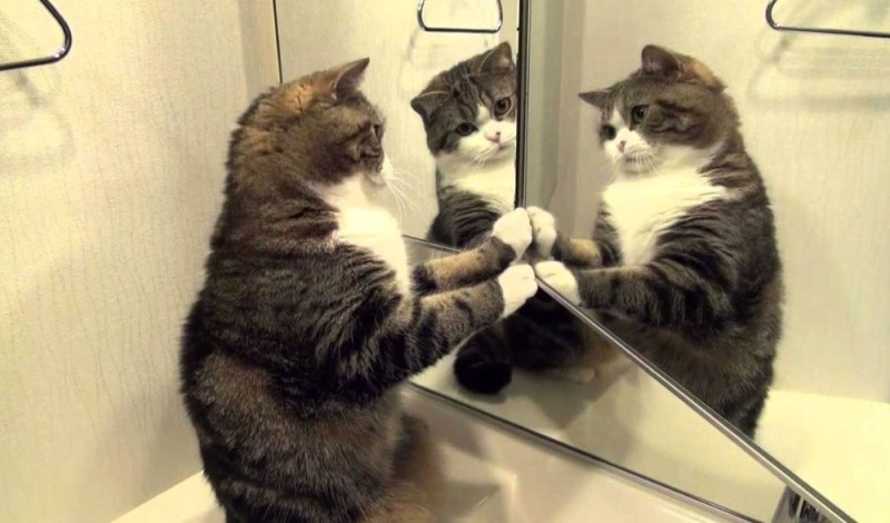 Создать мем: смешные коты приколы, кот, кот перед зеркалом