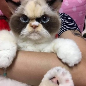 Создать мем: самый недовольный кот, grumpy cat, грампи кэт порода