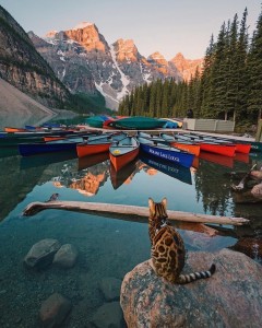 Create meme: cat Sookie instagram, Bengal cat traveler, moraine lake canada