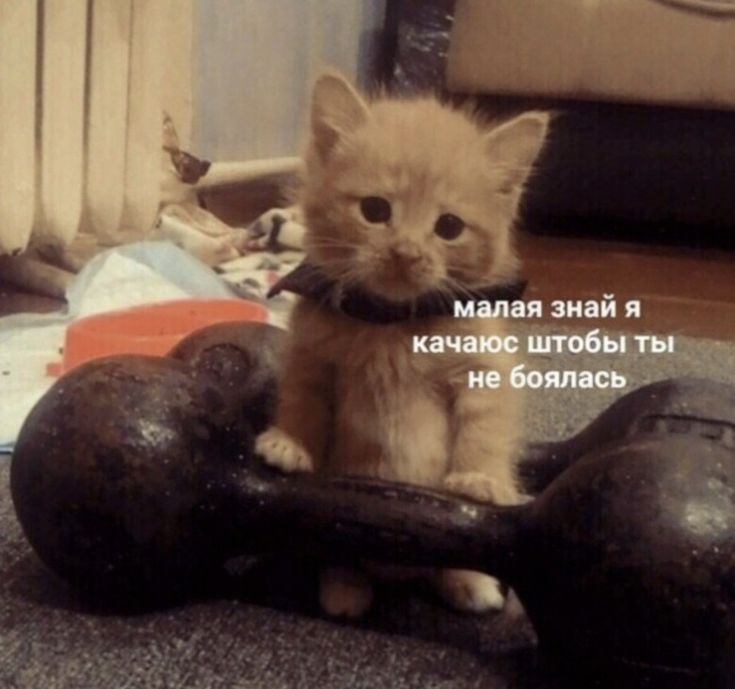 Create meme: cat with a barbell, the cat is an athlete, animals funny 