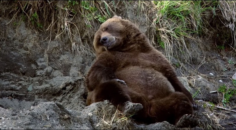 Create meme: sleeping bear , bears, brown bears