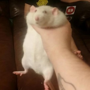 Create meme: white rat, rats Dumbo