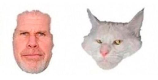 Create meme: Maine Coon Ron Perlman, Ron Perlman the cat, Ron Perlman's cat