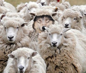 Создать мем: овечки, овца, бараны стадо
