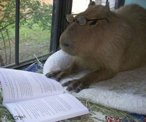 Create meme: funny capybara, a pet capybara, the capybara