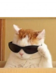 Создать мем: кот с очками мем, мемы с котами, cat mem