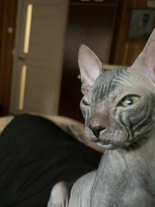 Create meme: the Sphynx breed, Sphynx cat, Sphinx