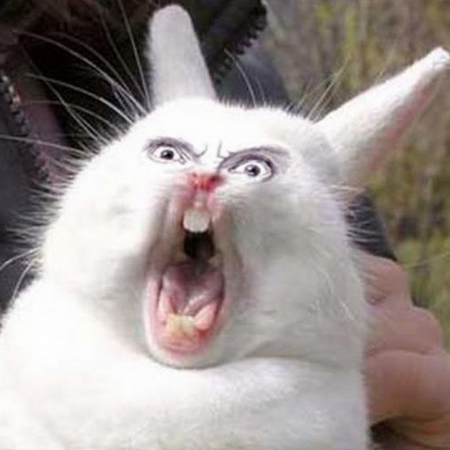 Create meme: the rabbit screams, screaming Bunny meme, screaming hare 