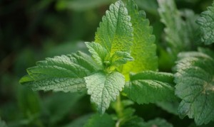 Create meme: grass Melissa, lemon balm, Melissa officinalis