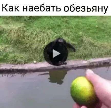 Create meme: how to trick a monkey, animals humor, chimpanzees Novosibirsk Zoo