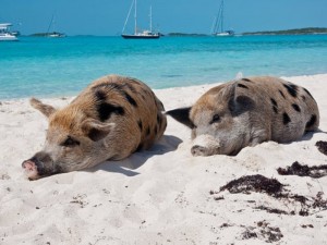 Создать мем: свиньи на карибских островах, багамы остров со свинками, багамские острова хрюшки