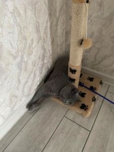 Create meme: cat scratching post, scratching post