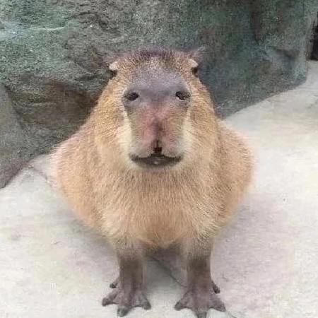 Create meme: little capybara, the capybara , the largest rodent is the capybara