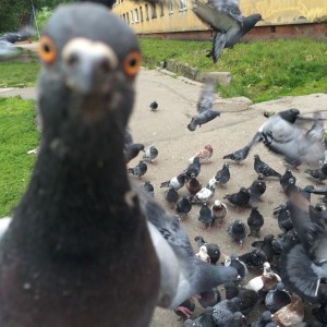 Create meme: Natasha dove, pigeon, dove Natasha
