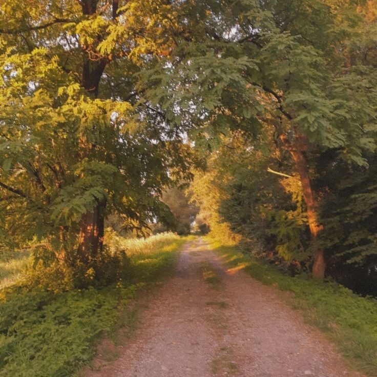 Create meme: forest road, early autumn, road in autumn