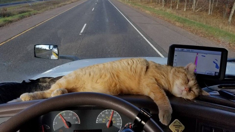Создать мем: кошка за рулем, кот в грузовике, кошка в автомобиле