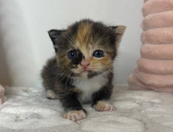 Create meme: a small tricolor kitten, maine coon kitten, tricolor cat