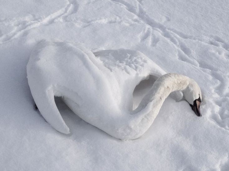 Create meme: Swan , swans in winter, A swan made of snow