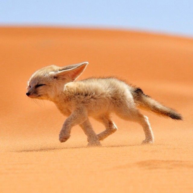 Создать мем: пустыня животные, пустынная лиса, фенек маленький