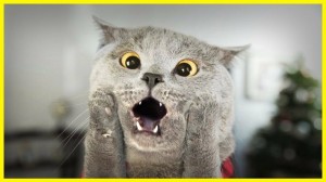 Create meme: funny pictures of cats, Cat, lolcats