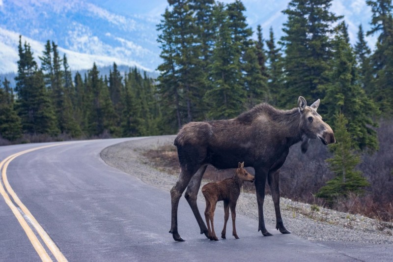 Create meme: moose moose calf, moose, animals moose