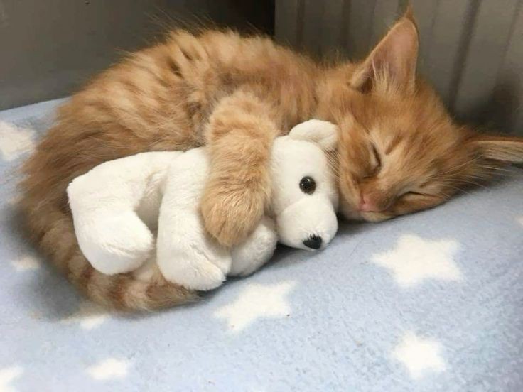 Create meme: cute sleeping cat, sleeping cat, The red cat is sleeping
