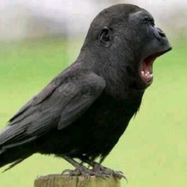 Create meme: jackdaw bird, The black bird, The bird is black