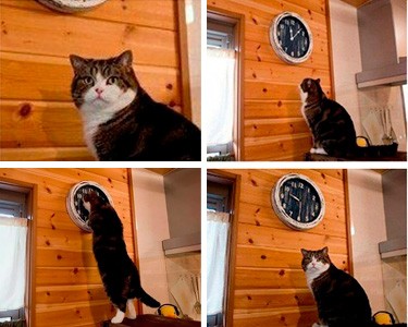 Create meme: meme cat clock it's time, and watch cat meme, It's time cat