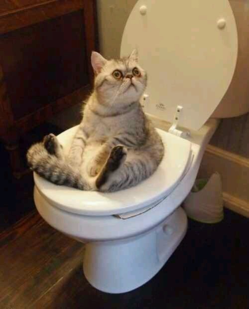 Create meme: the cat on the toilet, The cat is in the toilet, the cat is sitting on the toilet