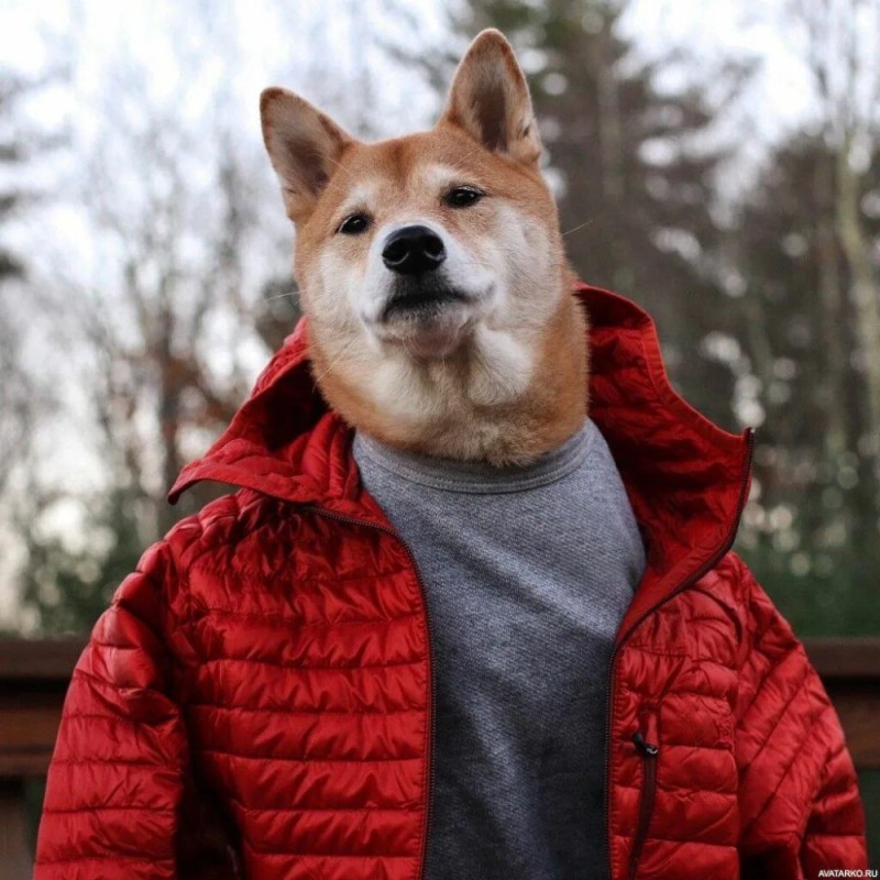 Create meme: breed Akita inu, dog , akita inu