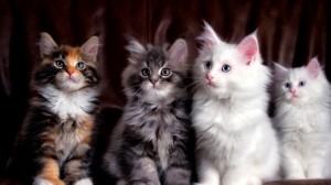 Create meme: kitties, kittens the Maine Coon
