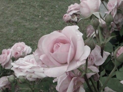 Create meme: pink roses, rose pink, rose 🌹