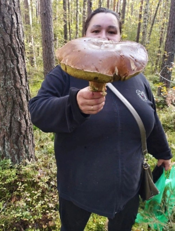 Create meme: mushroom picker, giant mushrooms, mushrooms 