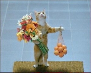 Создать мем: кошки смешные, аллергик, котик дарит цветы