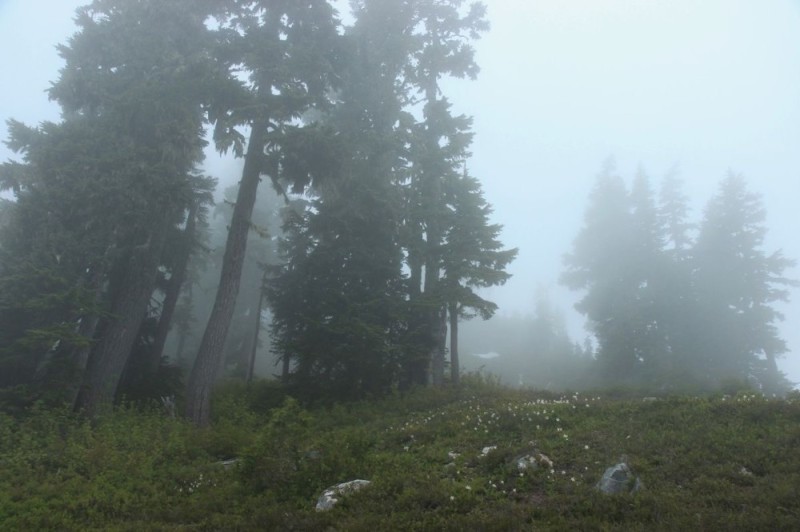 Создать мем: туманные дебри, туманные леса, утро в тайге
