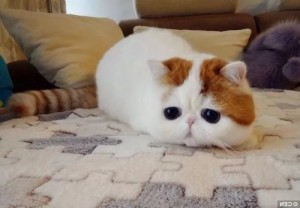 Create meme: cats, kotenka, Japanese cat