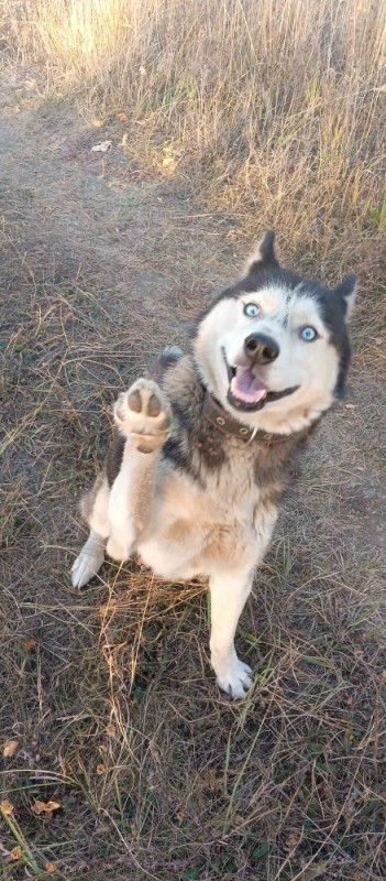 Create meme: Metis husky, husky dog, half-breed huskies and mongrels