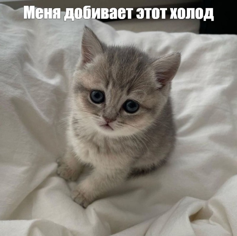 Create meme: cute kitty, sad kitty, sad kittens