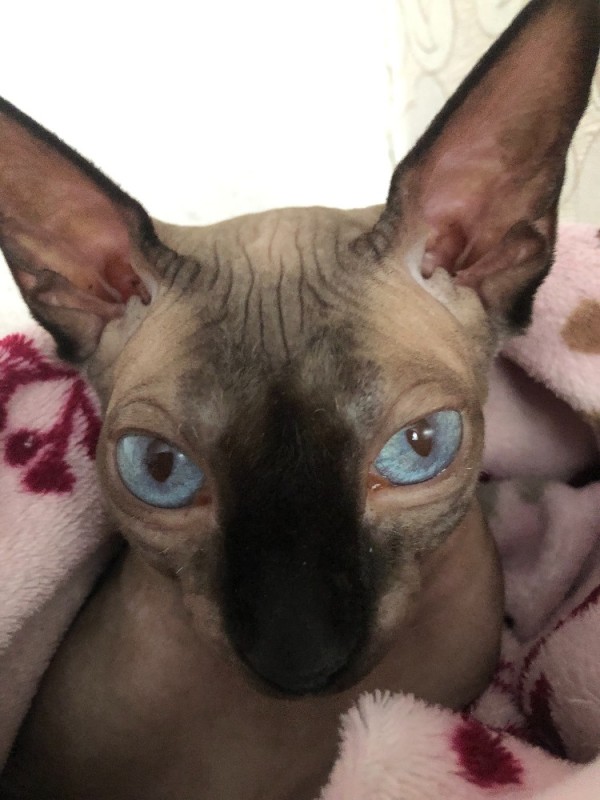 Create meme: cat Sphynx, Sphynx , Sphynx cat 