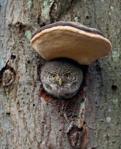 Create meme: sychik, owl, pygmy owl