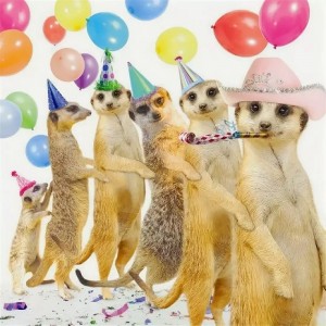 Create meme: meerkat, cards birthday, birthday