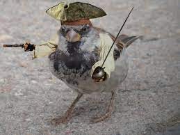 Create meme: Sparrow, Sparrow bird, the combat Sparrow
